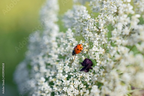 ladybug on a flower