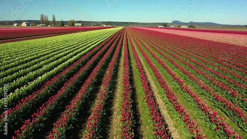 Aerial Drone Video Of the Skagit Valley Tulip Fields in Western Washington State.  