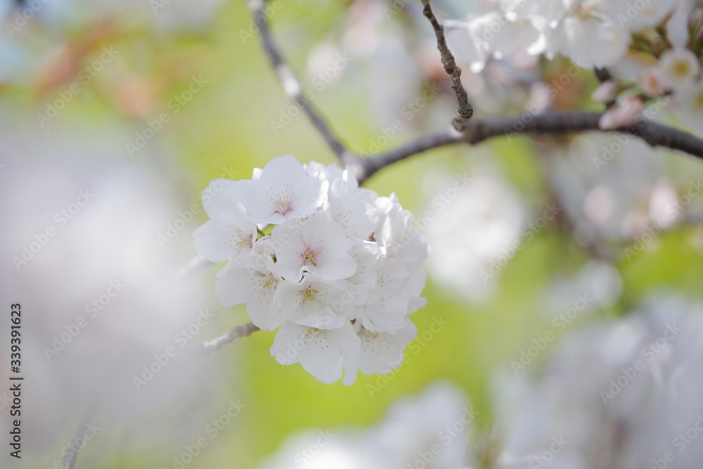 Fototapeta premium 桜