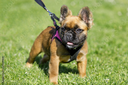 Long-haired French Bulldog Puppy. Park in Northern California.