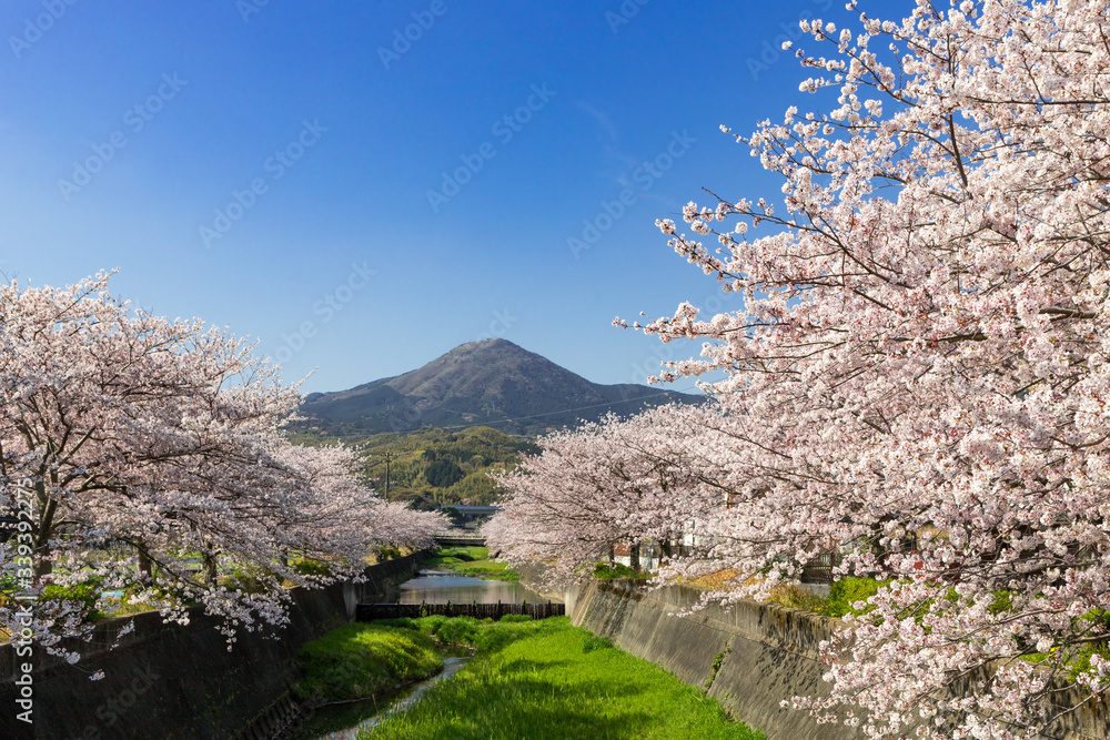 貫川沿いの桜並木と貫山　北九州市小倉南区