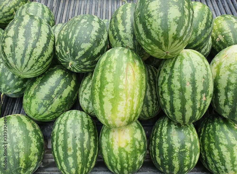 Green watermelon (Citrullus lanatus) grown on an organic farm. Is a sweet fruit that is suitable for people who are controlling weight Because it is a fruit that is low in sugar, low in calories.
Green watermelon (Citrullus lanatus) grown on an organic farm. Is a sweet fruit that is suitable for people who are controlling weight Because it is a fruit that is low in sugar, low in calories.