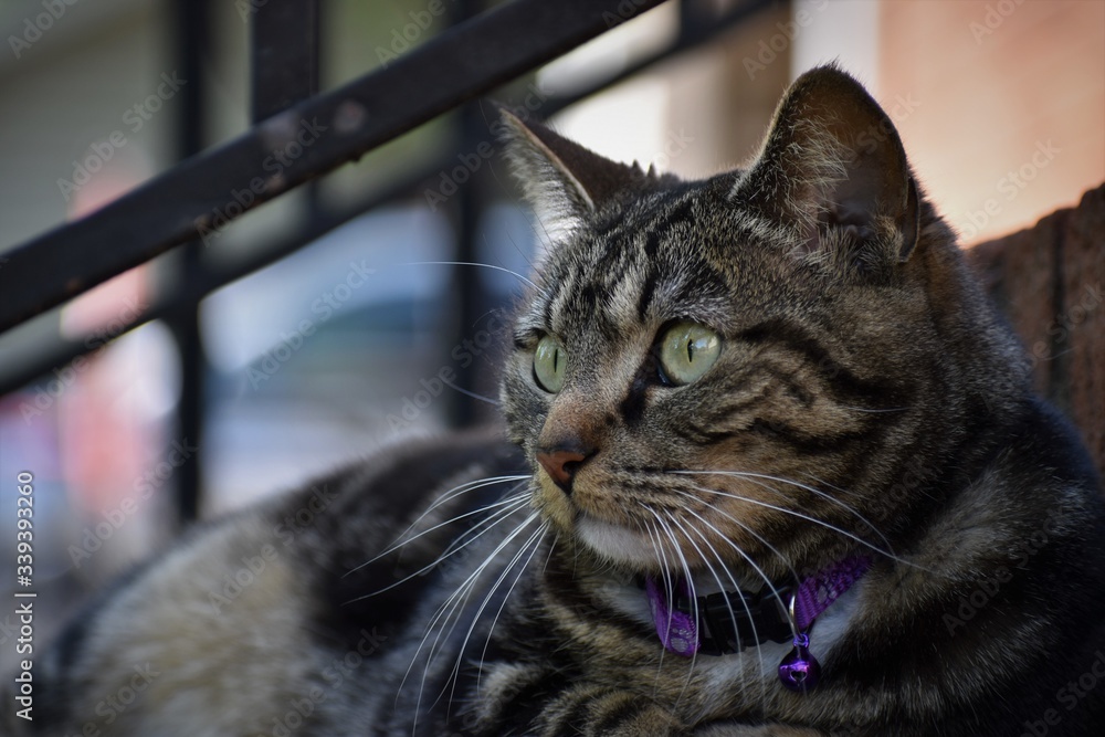 Cat Resting on Step