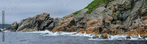Panorama of seabirds and surf on the rocky coast of Twillingate Island Newfoundland