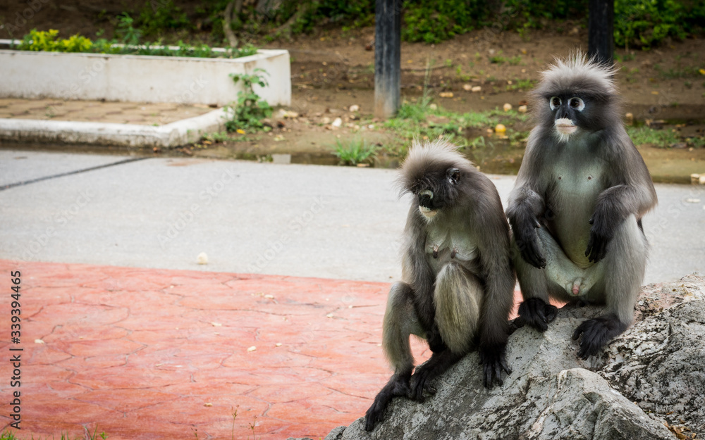 Obraz premium Two Dusky monkeys sitting on a rock on a monkey sanctuary in Prachaup Khiri Khan