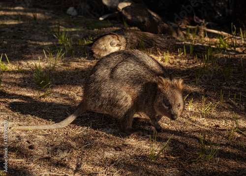 Quokka sitting on the ground, ready to jump away and go back to the wild on Rottnest Island, Australia. Cute little animal only found on the particular island.