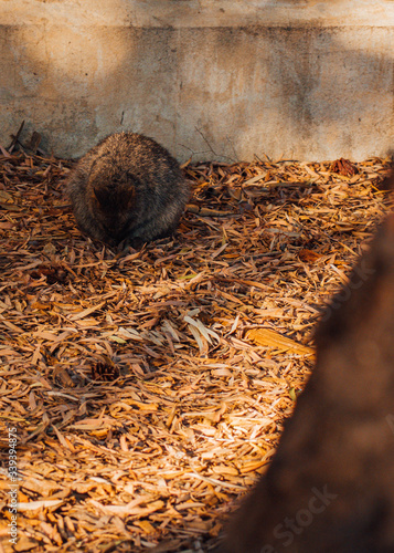 Cute little Quokka sleeping in a pile of leaves, hiding its face in its fur. This nice creature looks like a tiny kangaroo and is only found on Rottnest Island, Western Australia