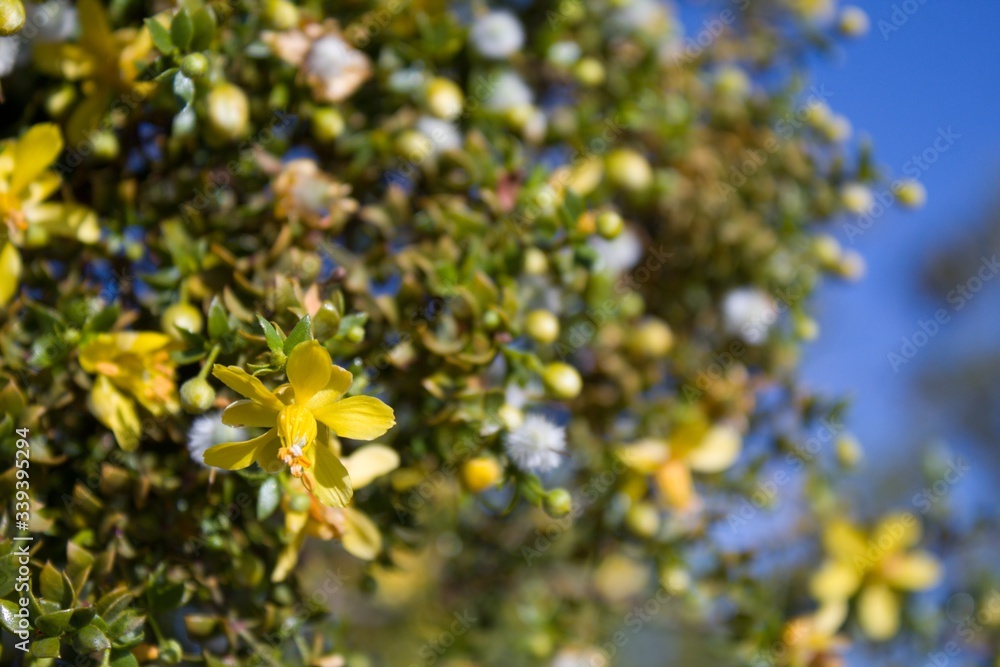 Φωτογραφία Creosote Bush, Larrea Tridentata, a  staunch contender for paragon of Southern Mojave Desert native plants, blossoms in the fringes of Twentynine Palms