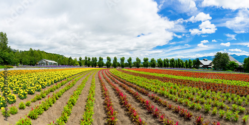 Panoramic colorful flower field and blue sky in Furano  Hokkaido  Japan. Flower garden perspective