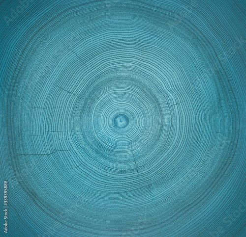 Detailed warm blue teal texture of a felled tree trunk or stump tree rings. 
