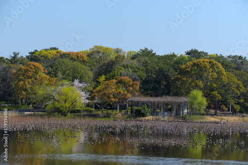 若葉が繁り始めてカラフルになった公園の景色