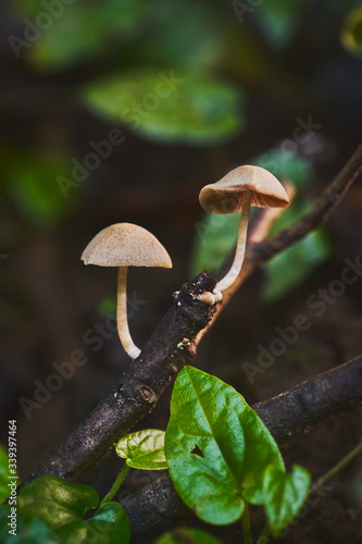  Close up forest scene with forest mushroom in macro style