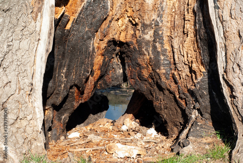 Hollow in a tree and river