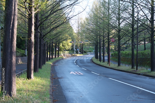 Photography Tokyo,Japan-April 14, 2020: Metasequoia glyptostroboides or dawn redwood trees a