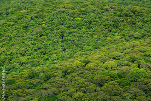 Atlantic forest near the city of Recife, Pernambuco, Brazil on March 1, 2014. Aerial view
