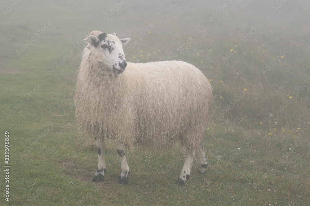 Scottish Blackfaced Sheep in fog in field at Cape St. Mary's Ecological Reserve Newfoundland