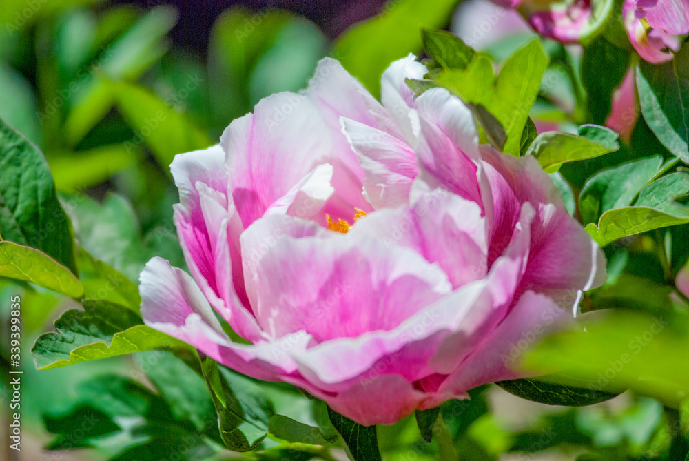 Obraz premium Tree Peony