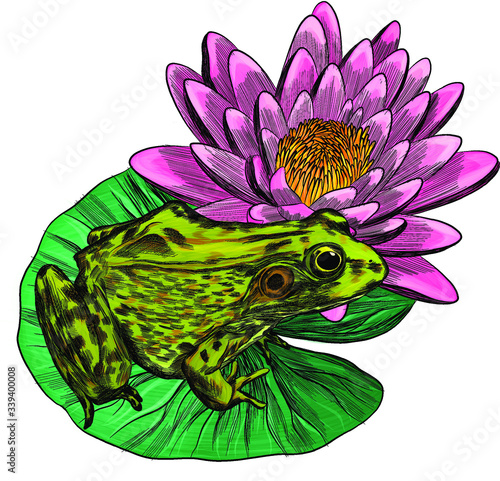 frog green on pink water Lily