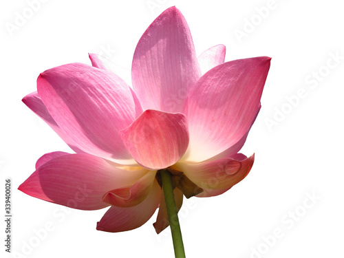 pink lotus isolated on white background © Alextra