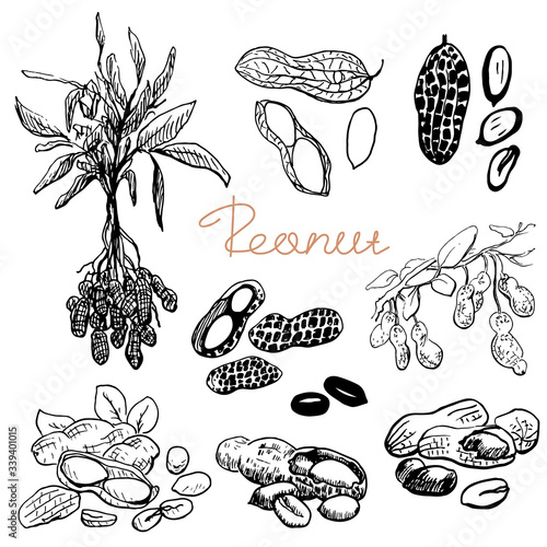 Peanut set. Hand drawn sketch. Graphic illustration. Black and white collection isolated elements