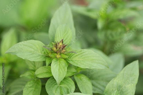 Basil plant in the garden. Close-up view