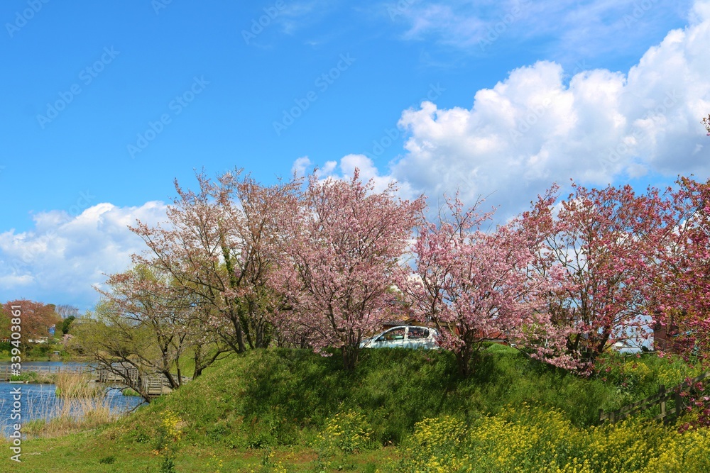 さくら　川　菜の花　風景　杤木