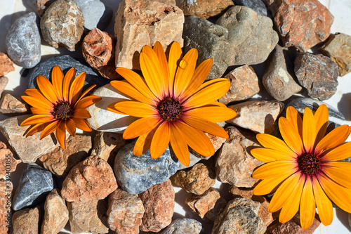 Three orange daisies on the rocks