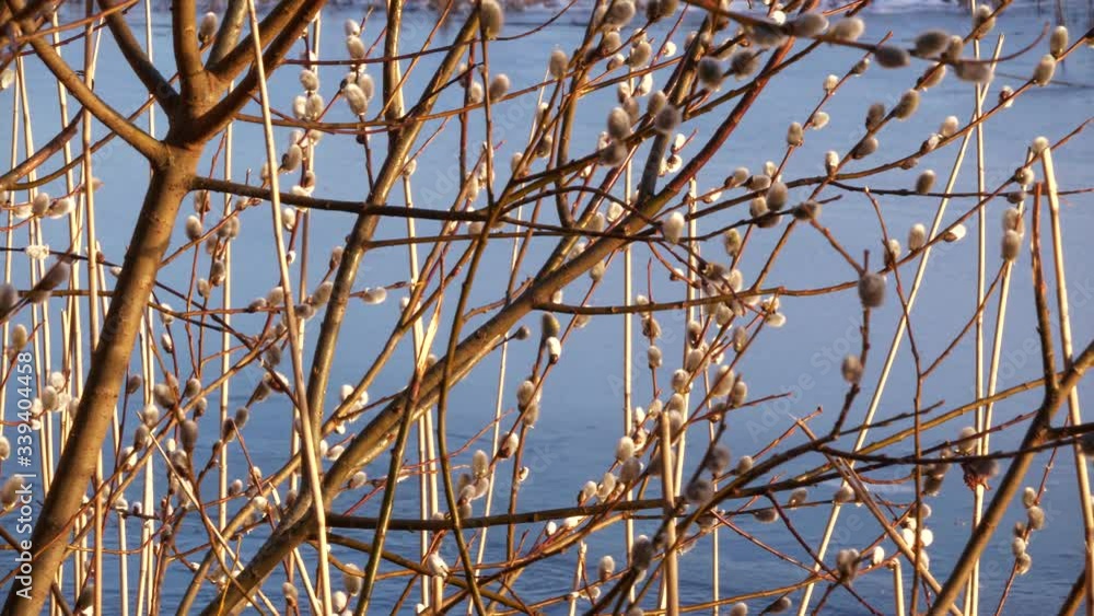Early spring season concept, Catkins Willow in blossom on blue ice background Early spring season concept, Catkins Willow in blossom on blue ice background