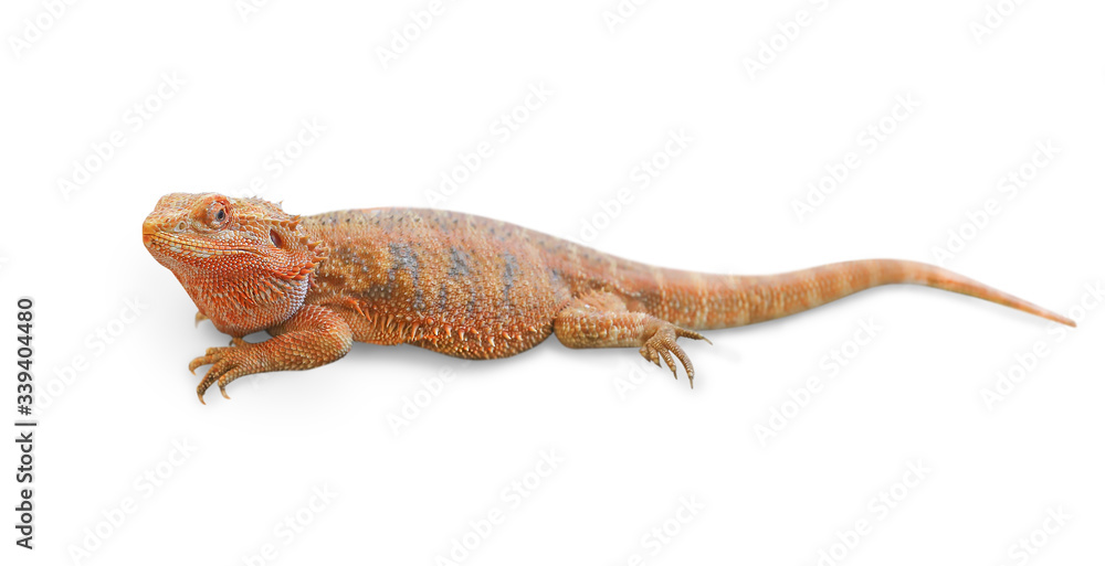 Fototapeta premium Central bearded dragon isolated on a white background with clipping path