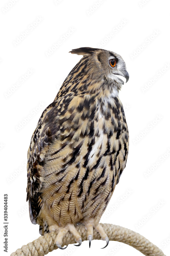 Obraz premium Owl isolated on white background whit clipping path.
