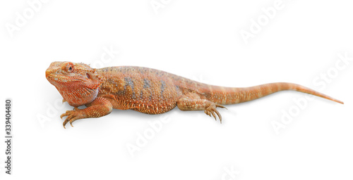 Central bearded dragon  isolated on a white background with clipping path