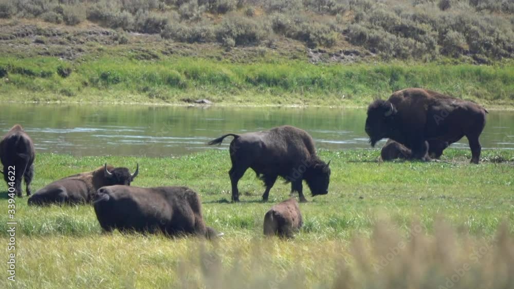 Bison graze next to a river in Yellowstone National Park. Bison graze next to a river in Yellowstone National Park.
