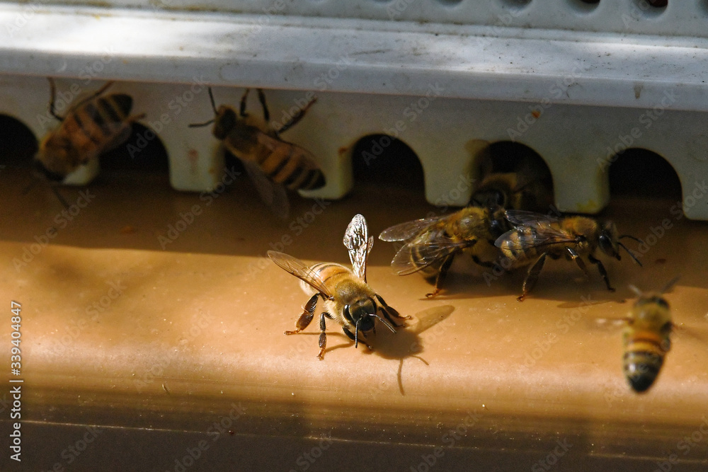 Fototapeta premium Abeille