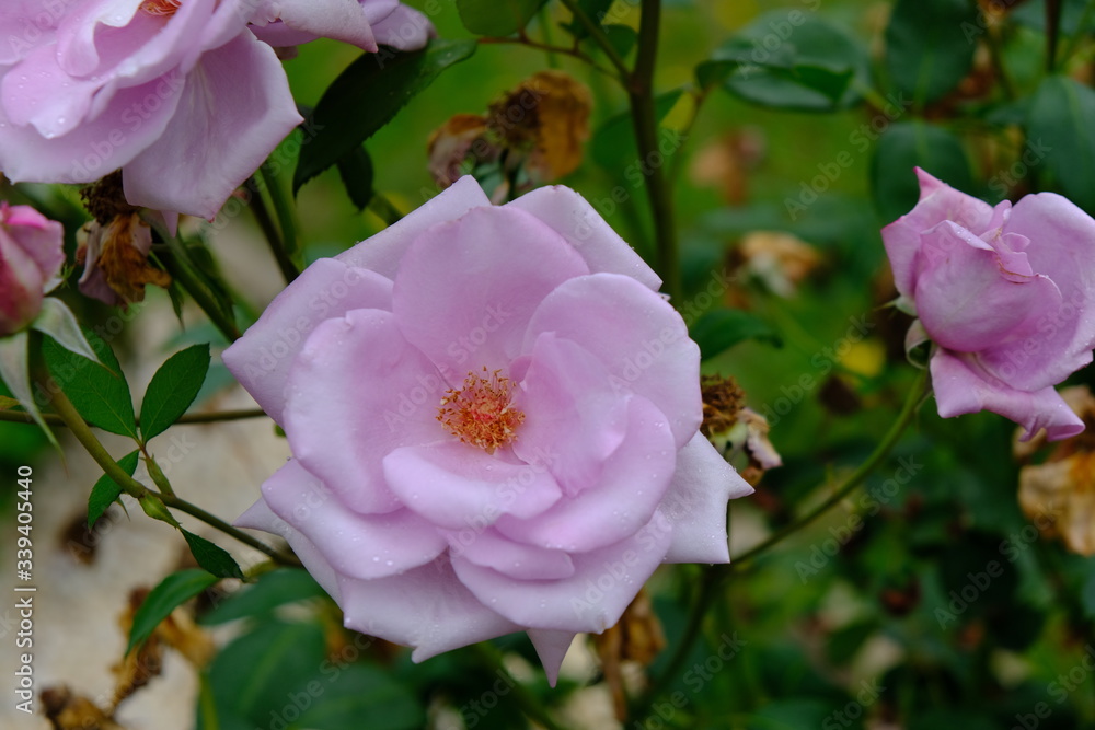 A Rose is a woody perennial flowering plant of the genus Rosa, in the family Rosaceae, or the flower it bears.There are over three hundred species and thousands of cultivars.They form a group of plant A Rose is a woody perennial flowering plant of the genus Rosa, in the family Rosaceae, or the flower it bears.There are over three hundred species and thousands of cultivars.They form a group of plant