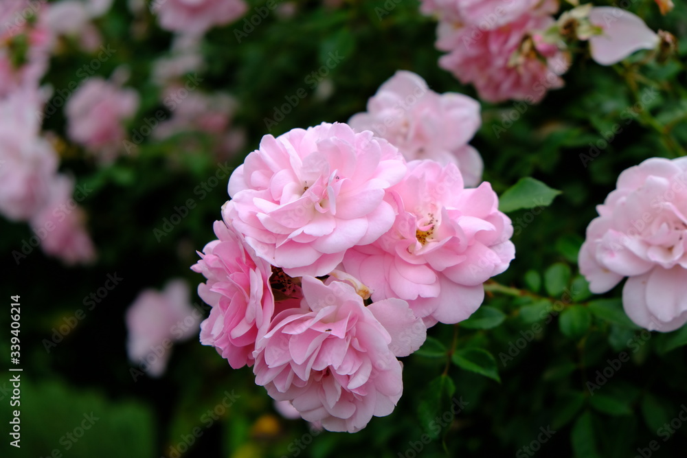 A Rose is a woody perennial flowering plant of the genus Rosa, in the family Rosaceae, or the flower it bears.There are over three hundred species and thousands of cultivars.They form a group of plant A Rose is a woody perennial flowering plant of the genus Rosa, in the family Rosaceae, or the flower it bears.There are over three hundred species and thousands of cultivars.They form a group of plant