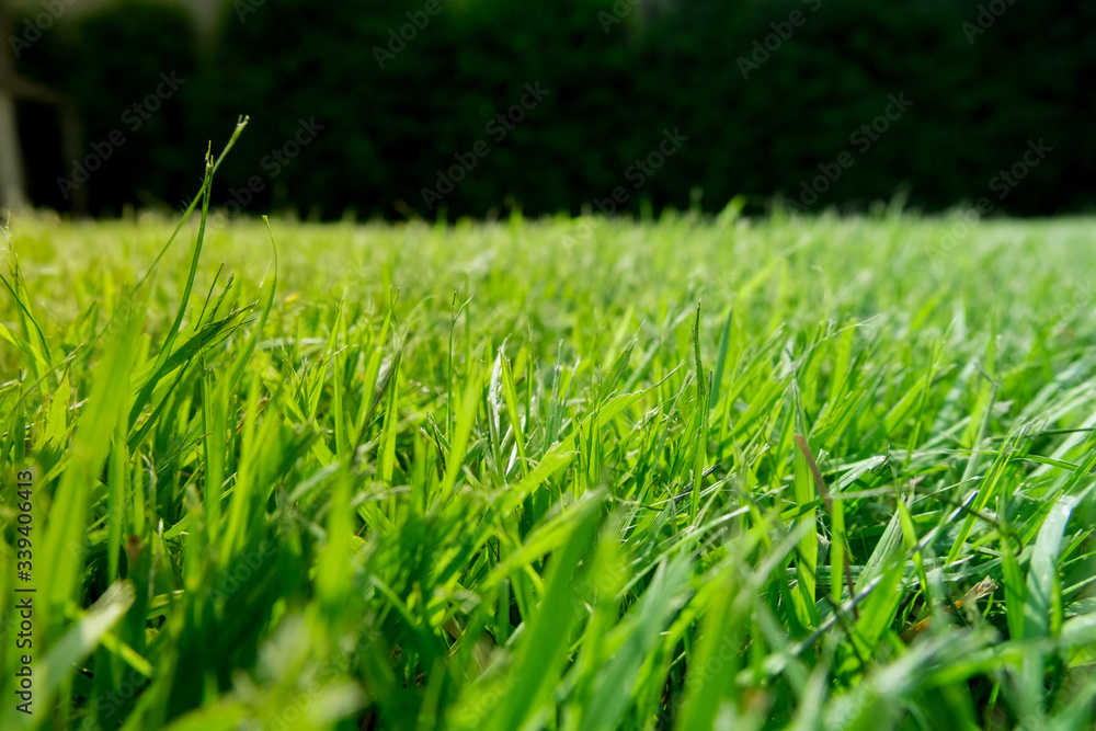 Fototapeta premium Green grass ground With a dark green back ground.