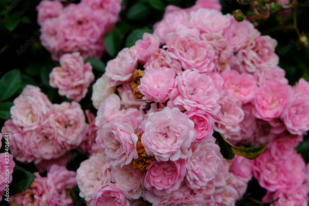 A Rose is a woody perennial flowering plant of the genus Rosa, in the family Rosaceae, or the flower it bears.There are over three hundred species and thousands of cultivars.They form a group of plant A Rose is a woody perennial flowering plant of the genus Rosa, in the family Rosaceae, or the flower it bears.There are over three hundred species and thousands of cultivars.They form a group of plant