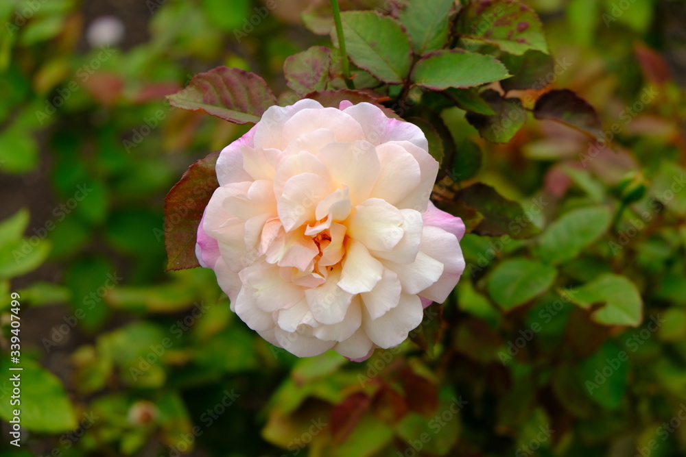 A Rose is a woody perennial flowering plant of the genus Rosa, in the family Rosaceae, or the flower it bears.There are over three hundred species and thousands of cultivars.They form a group of plant A Rose is a woody perennial flowering plant of the genus Rosa, in the family Rosaceae, or the flower it bears.There are over three hundred species and thousands of cultivars.They form a group of plant