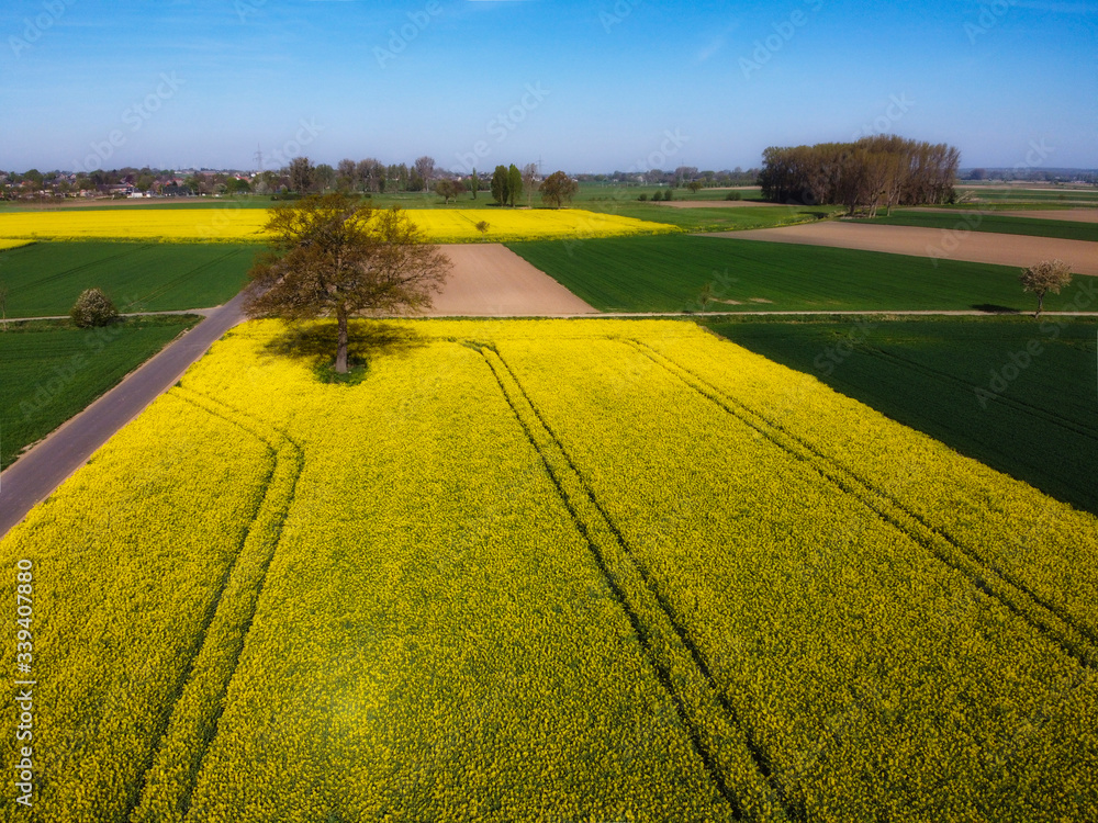 Obraz premium Spring