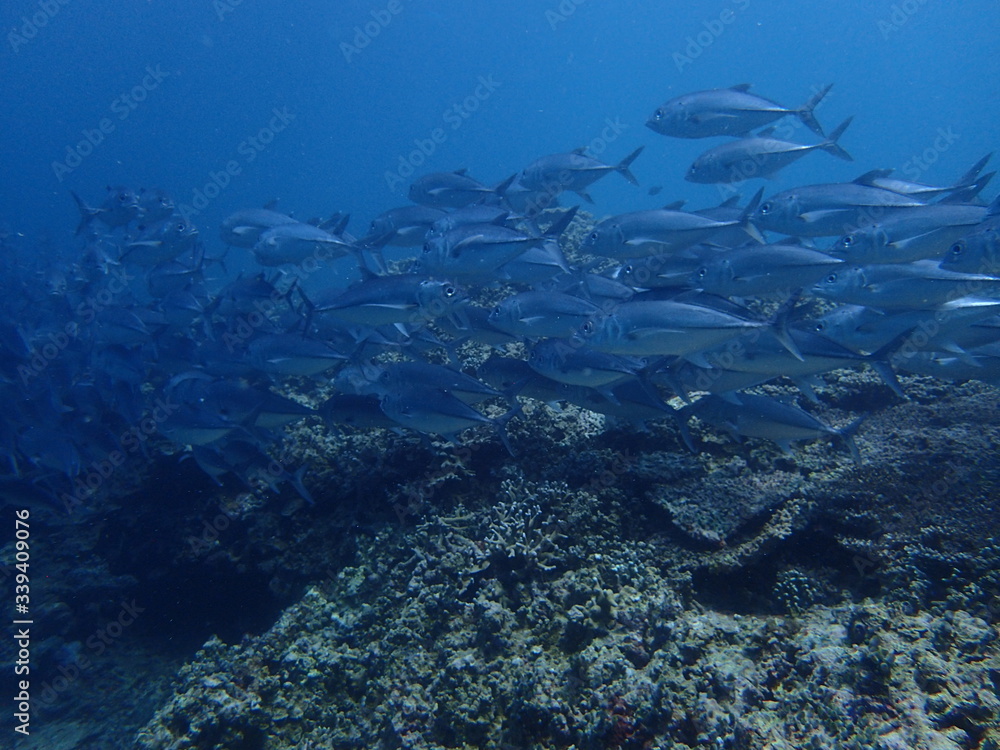 ボルネオの海底で大混雑のギンガメアジの大群 ボルネオの海底で大混雑のギンガメアジの大群