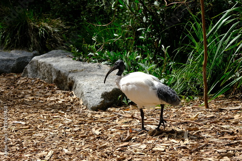 The brolga, formerly known as the native companion, is a bird in the crane family. It has also been given the name Australian crane, a term coined in 1865 by well-known ornithological photo