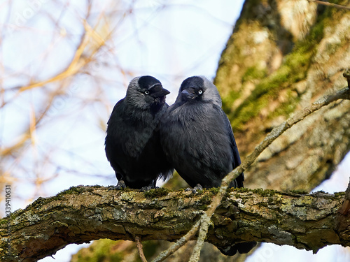 Foto Western jackdaw (Coloeus monedula)