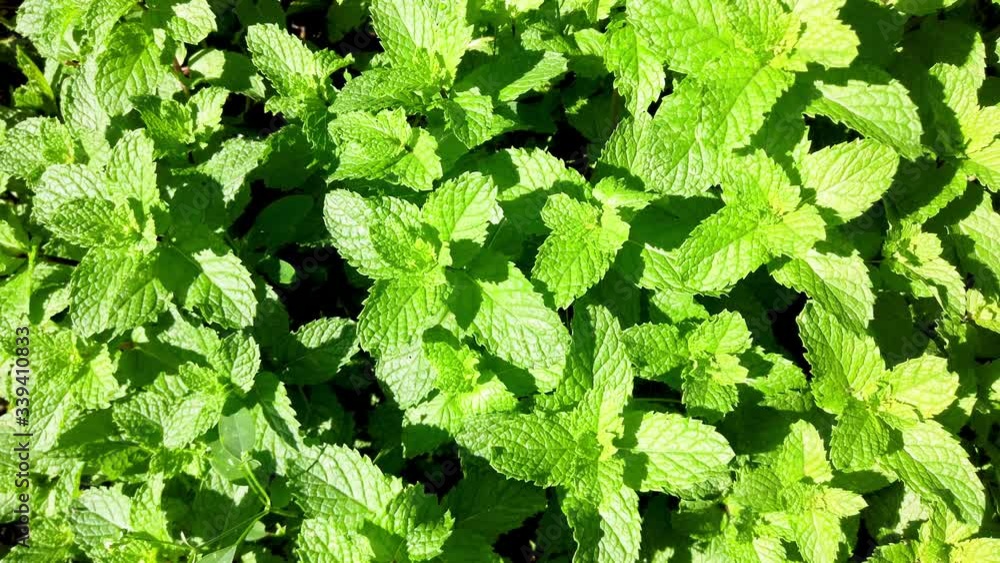 Mint plantation (hortelã) on a beautiful sunny day Mint plantation (hortelã) on a beautiful sunny day