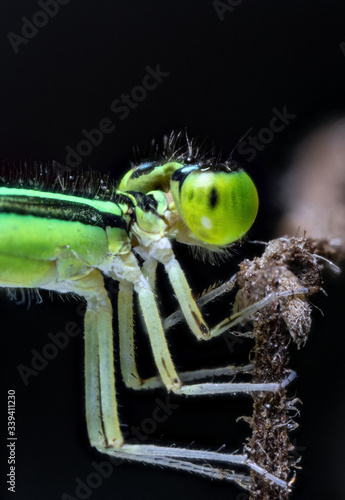 Macro photos of  spiders ,hammerhead,wasp,moth,butterflies,grass hopper,mosquito and other arthropods © prasanth