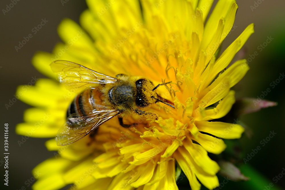 Bee Pollinating Dandelion Flowers Bee Pollinating Dandelion Flowers