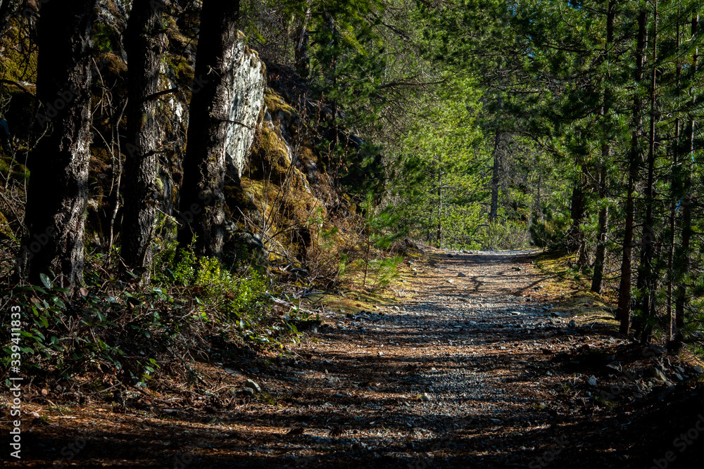 Fototapeta premium Footpath in the woods. British Columbia, Canada.