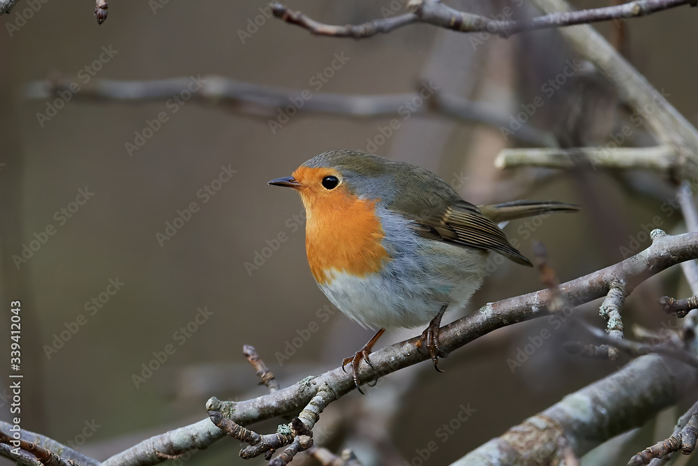 European robin (Erithacus rubecula) European robin (Erithacus rubecula)