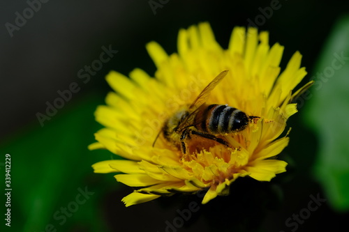 Bee Pollinating Dandelion Flowers