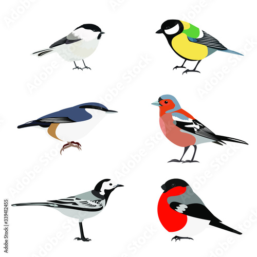 Set of birds vector: brown-headed nut, great tit, nuthatch, Finch, bullfinch, white Wagtail, isolated on a white background. Illustration © Kseniia