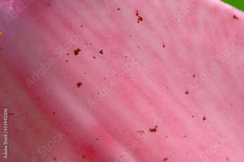 Lily,Lilium is a genus of herbaceous flowering plants growing from bulbs, all with large prominent flowers. Lilies are a group of flowering plants which are important in culture and literature